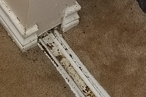 bedbugs