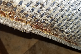 bedbugs