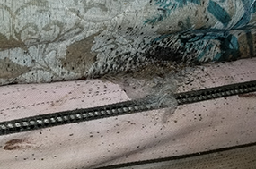 bedbugs