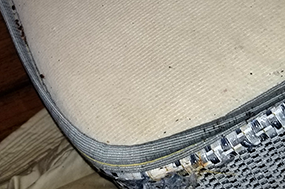 bedbugs