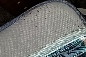 bedbugs