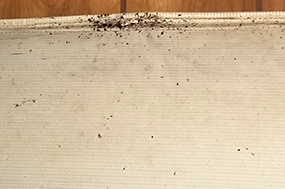bedbugs