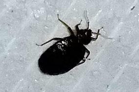 bedbugs