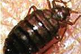 Bed Bug Feeding