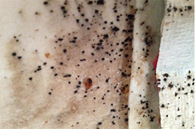 bedbugs