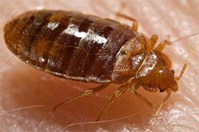 bedbugs
