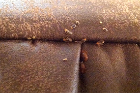 bedbugs