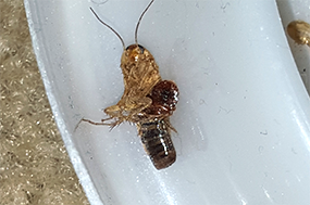 bedbugs