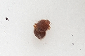 bedbugs
