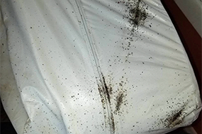bedbugs