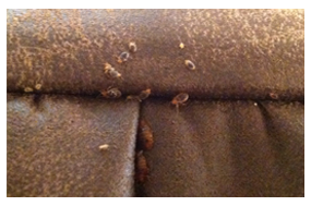 bedbugs