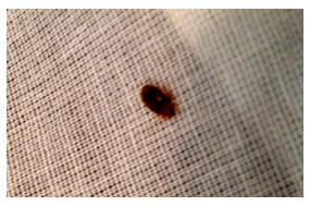 bedbugs