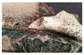 bedbugs