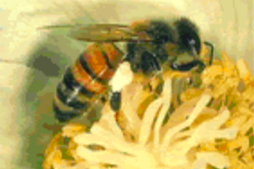 general-pests