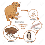 flea life cycle