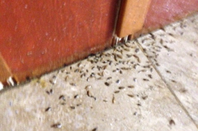 general-pests