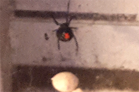 Black Widow Spider