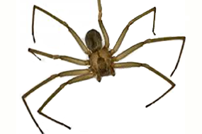 Brown Recluse Spider