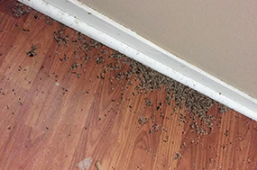 termites