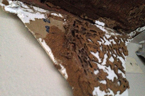 termites