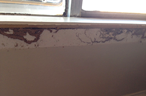 termites