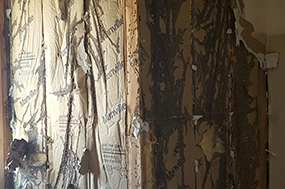 termites
