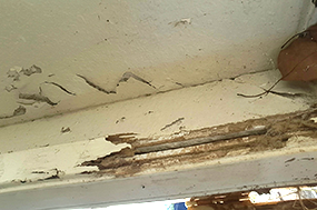 termites