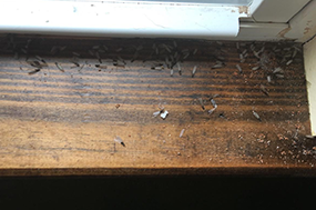 termites