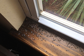 termites